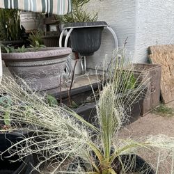 $18 Mexican Palm Tree 2 Feet Tall