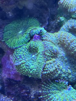Coral For Saltwater Tank Mushroom Look Type