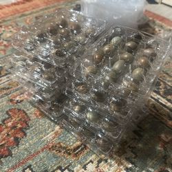 Quail Eggs 