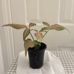 Syngonium Pink Perfection Plant 4” Pot 