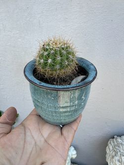 Mini cactus