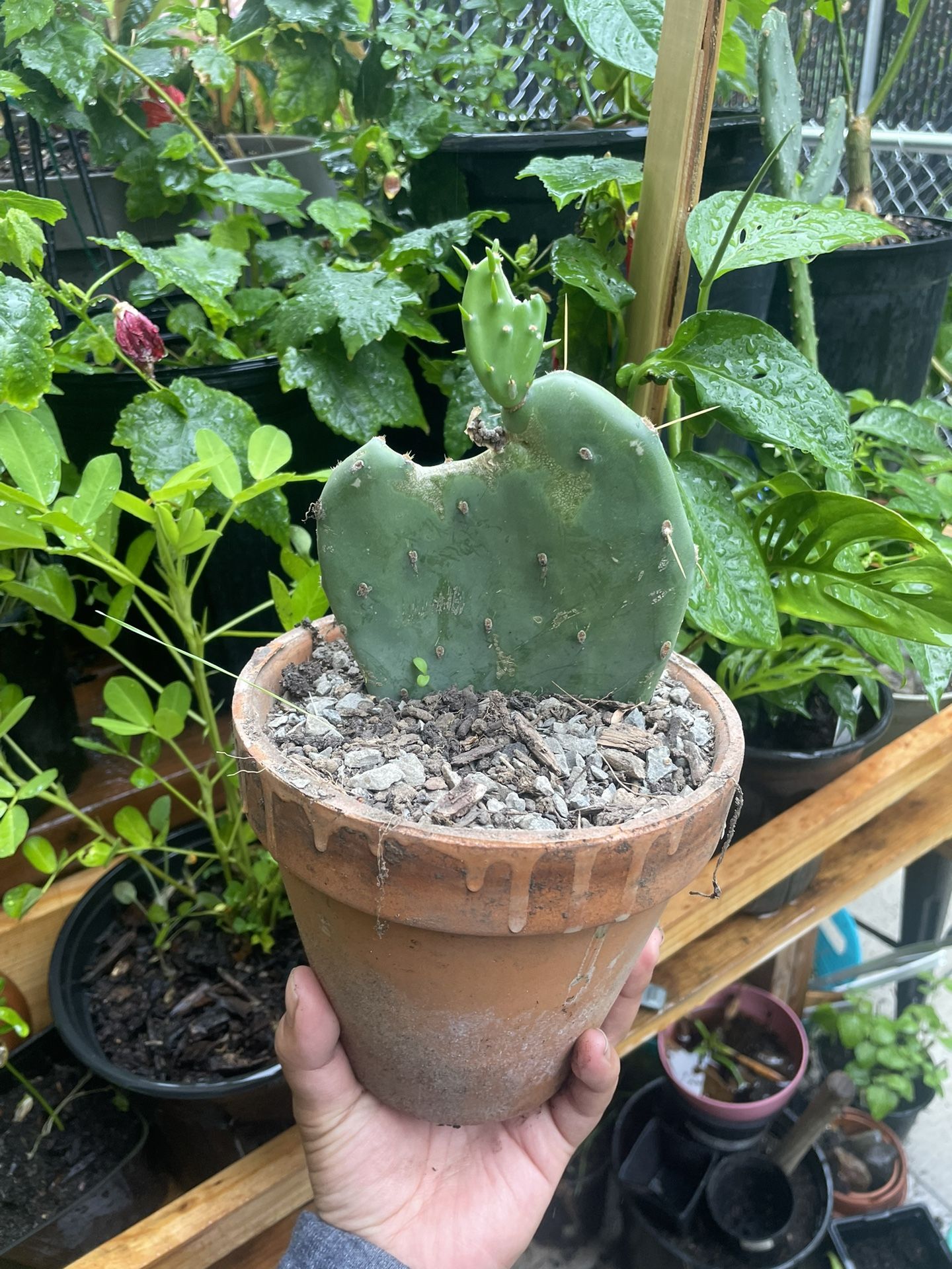 Cactus Plant/ Nopal Cacti/prickly Pear
