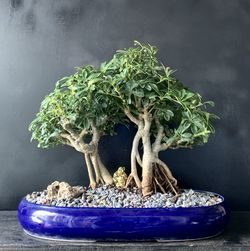 Bonsai Hawaiian Umbrella 