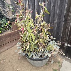 Multiple Succulents