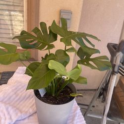 Monstera Cheese Plant 