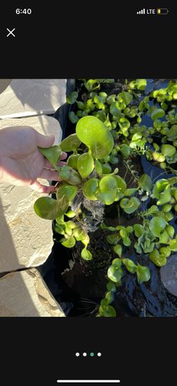 Pond Plant Starter Kit