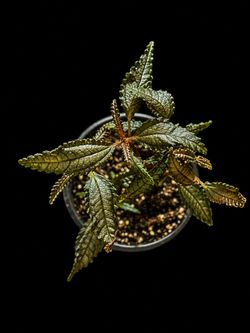 Pilea ‘Dark Mystery’ – Rare Textured Houseplant