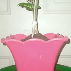 Arrowhead Plant (Air Purifier)