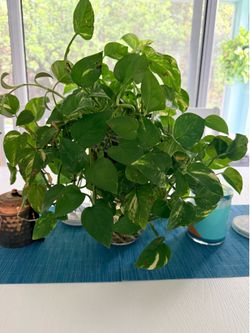 Pothos in vases - $10 each - lots available
