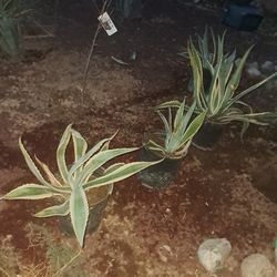 Agave Plants Yellow And Blue Ones Small And Big 