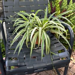 Spider Plant (mala Madre ) 
