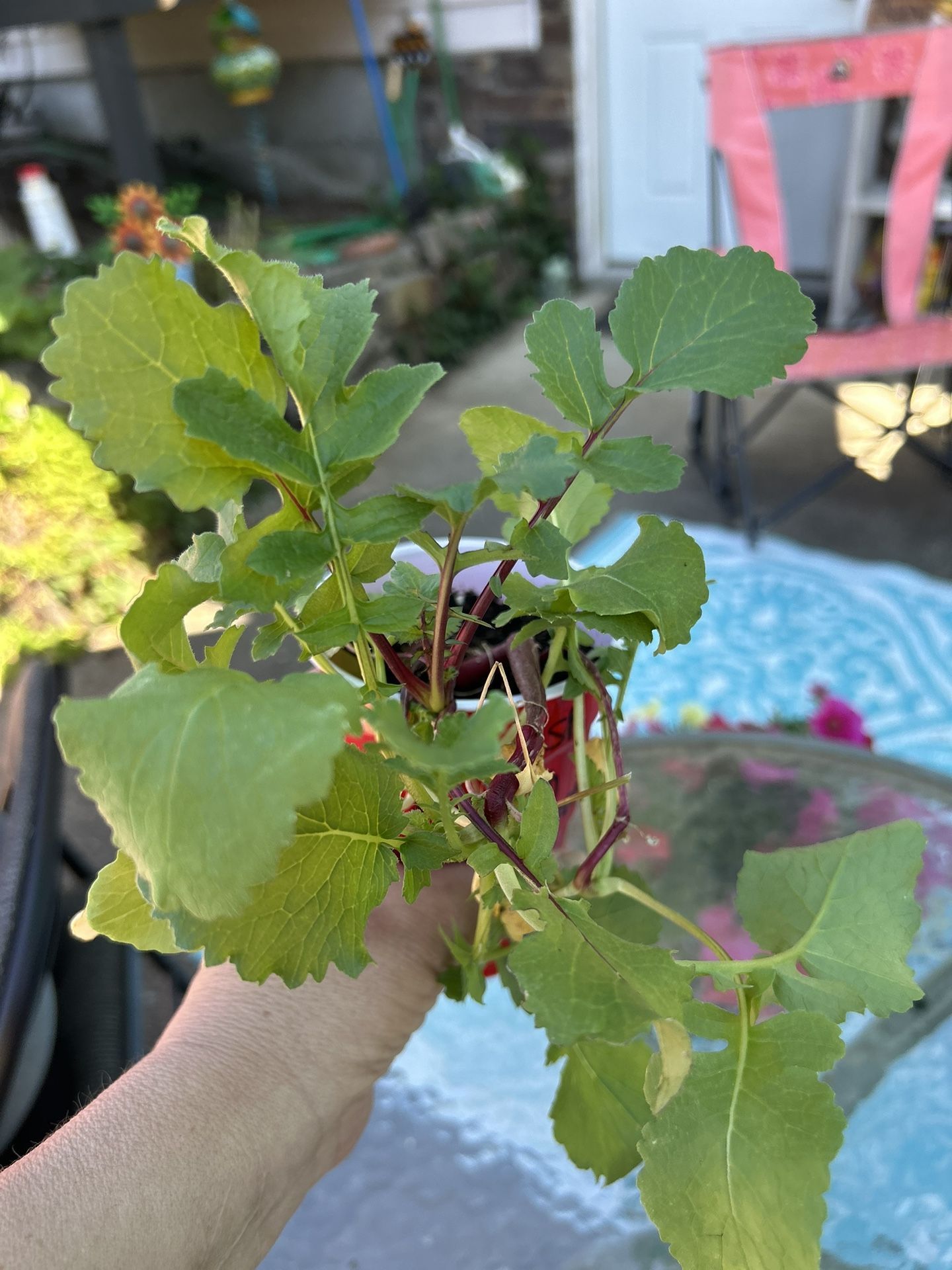 Radish Plants