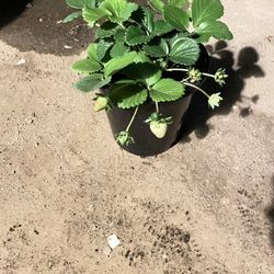 🍓 Strawberries  🍓