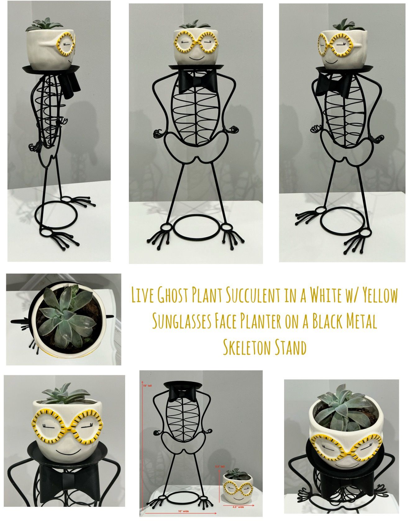 Live Ghost Plant Succulent in White w Yellow Sunglasses Face Planter on Black Metal Skeleton Stand