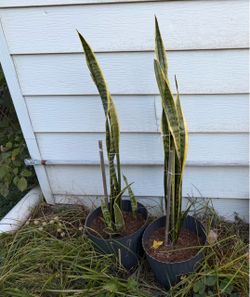 Snake plants $10 each