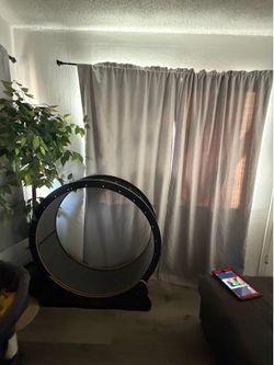 Cat wheel