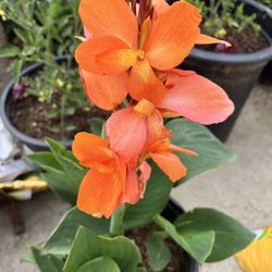 Canna Lily Potted Plant Orange Flowers 