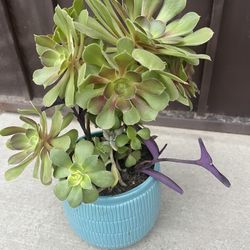 Beautifully Succulents Planter