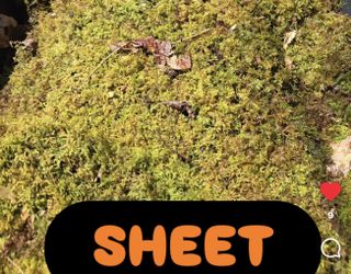 Live Terrarium Moss