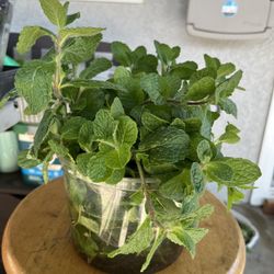 Fresh Cut Mint Stems & Rooted Mint Plants