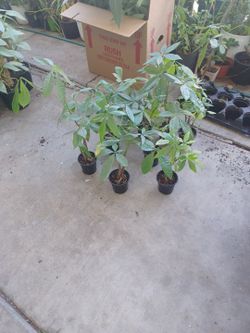 Money  Tree Plants 
