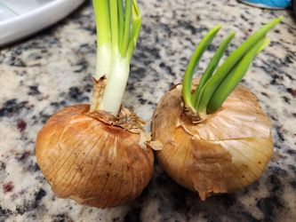 FREE Onions to plant