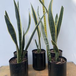Snake Plant Yellow Sanseveria  28”- 31” Tall