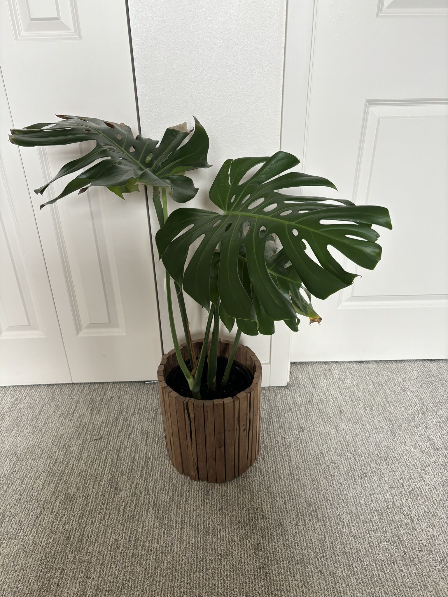 Monstera Plant And Walnut Indoor Pot