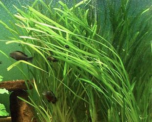 Jungle Vallisneria