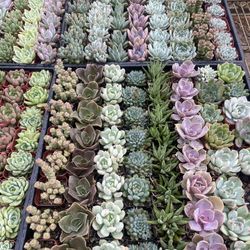 2 Inch Succulent Plants for Party Favors 