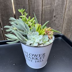 SUCCULENTS ARRANGEMENT 