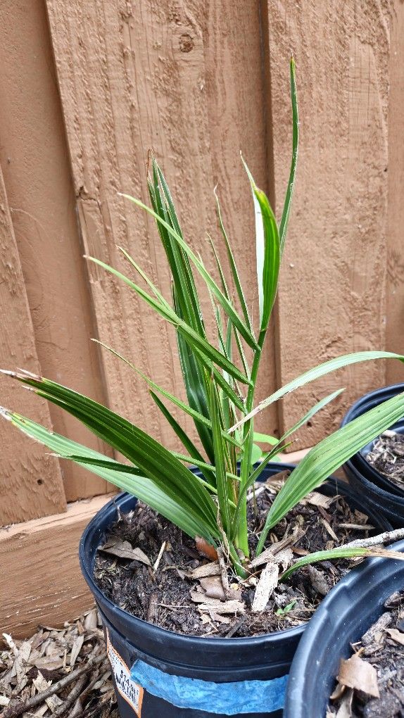 Medjool Dates plants 3 gallon 25 each