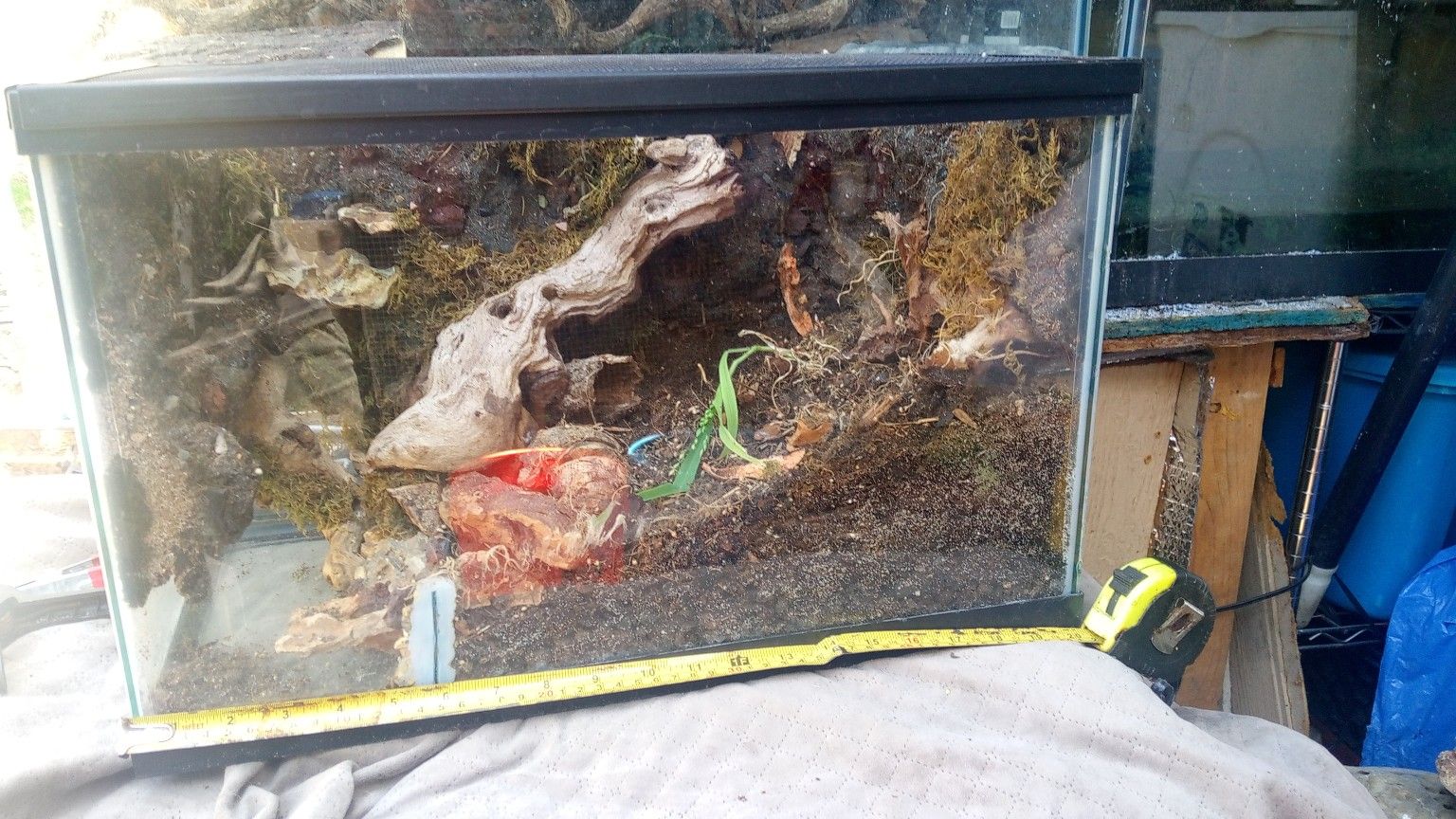 10Gallon Bioactive Vivarium Tank Fully Set Up for Sale in Bell Gardens ...