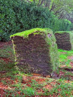 🌱 Fresh Sod for Sale – Delivery & Installation Available