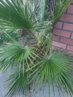 Free palm