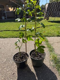 Purple Passion Fruit Plant