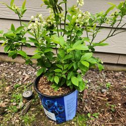 Blueray blueberry bush, about 3 feet with the pot