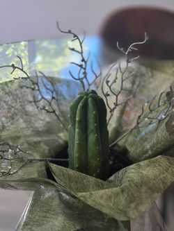 Cactus lover