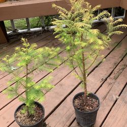Redwood Bonsai Tree Plant!! $40 Each Obo!  