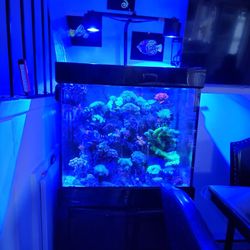 Pesera de agua salada  de. 60. galones