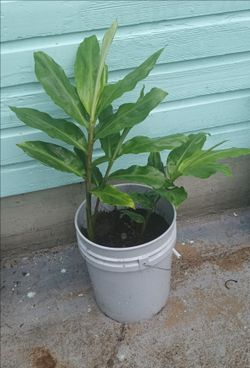 2 ft shampoo Ginger pine cone Ginger In 5 gallon bucket