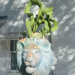 Potted Plants $5+