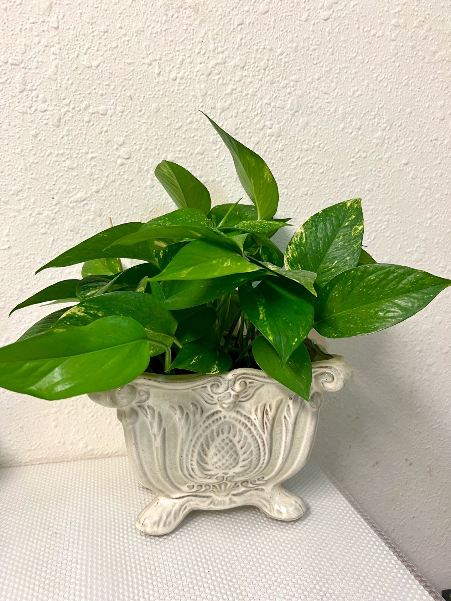 Pathos plant 🪴