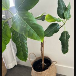 Beautiful Live Plant 🌱 With Planter 
