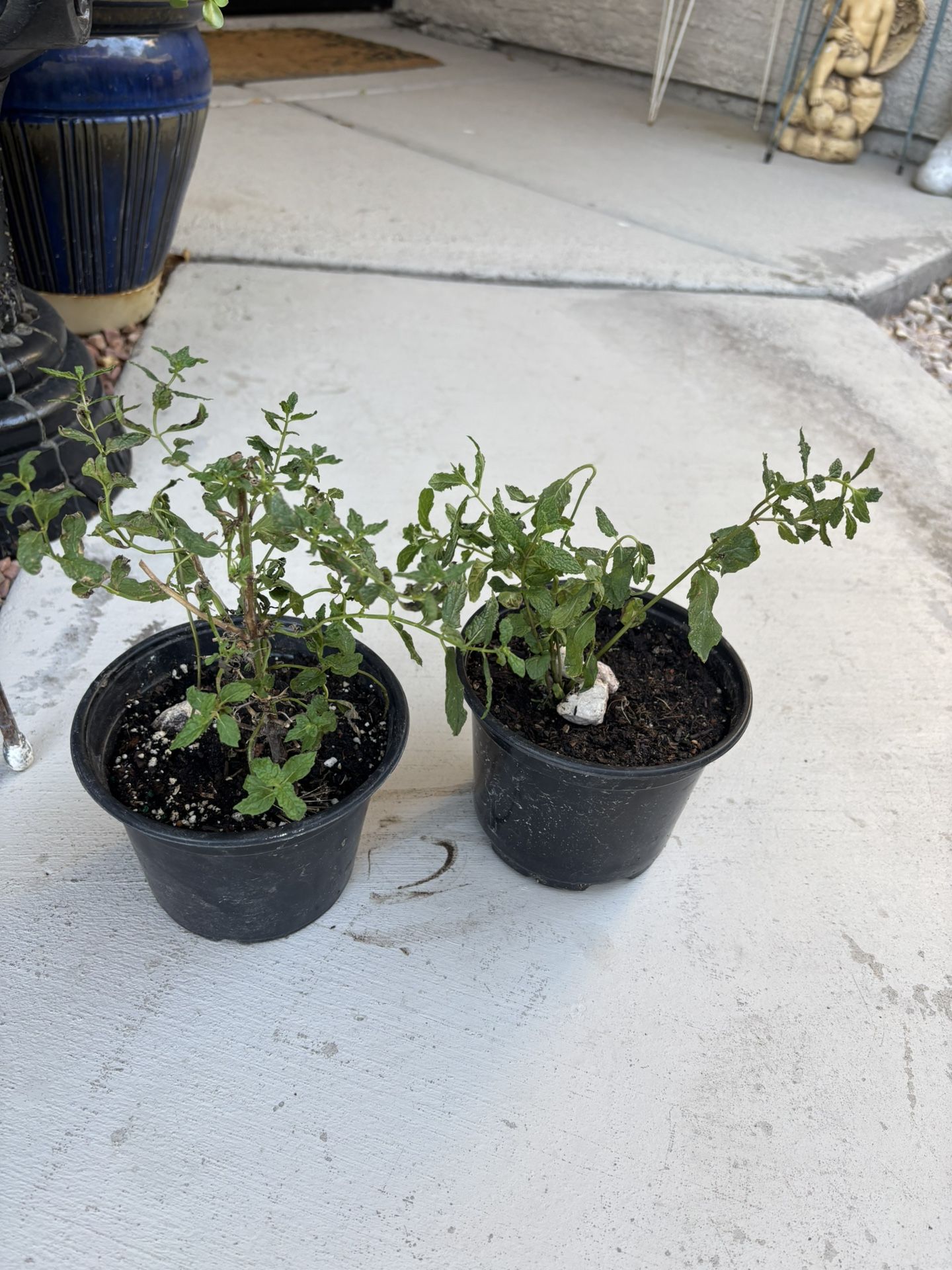 Healthy Rooted Mint Herbal Plant $3/ Pot