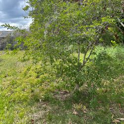 Crepe myrtle tree bush plant crape