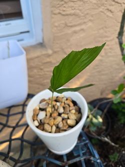 Fishtail Palm Tree sapling (pot included)🪴