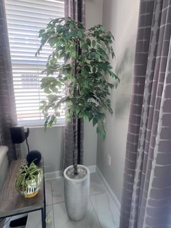 6-foot artificial ficus tree