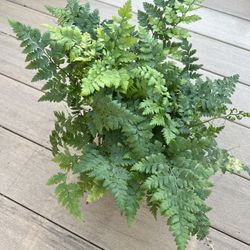 Leather Leaf Fern, live plant comes in a 6” nursery pot. ☑️ profile for more plants 