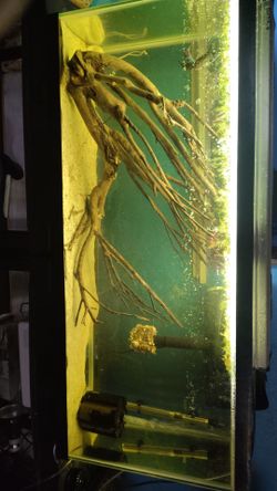 55 gallon tank